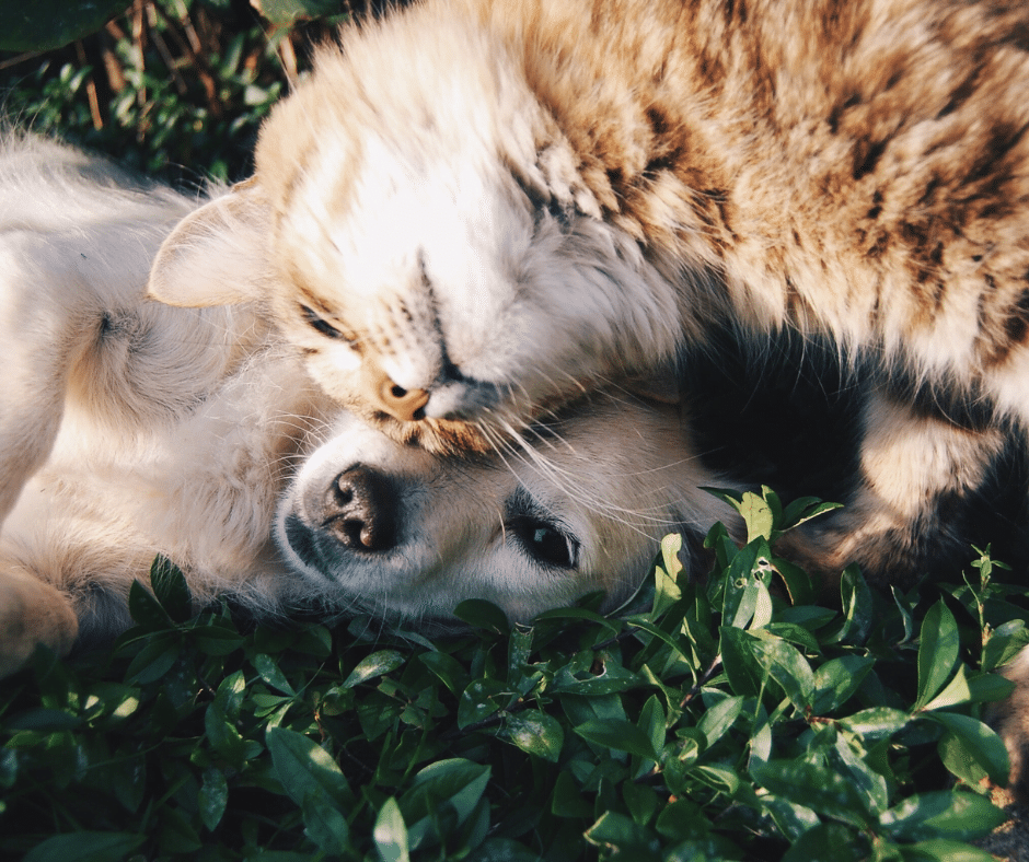 chien et chat