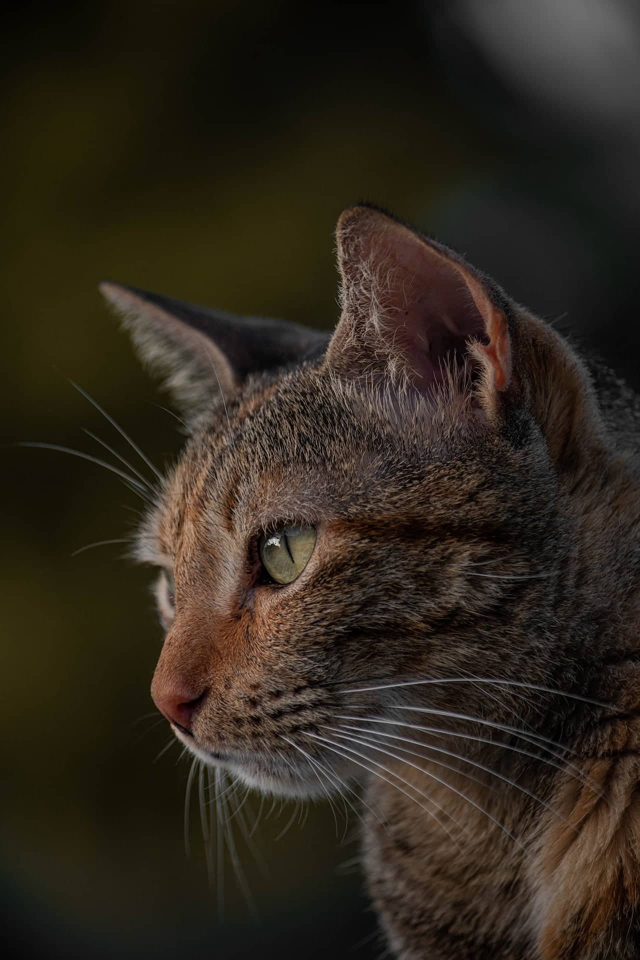 Chat Santé