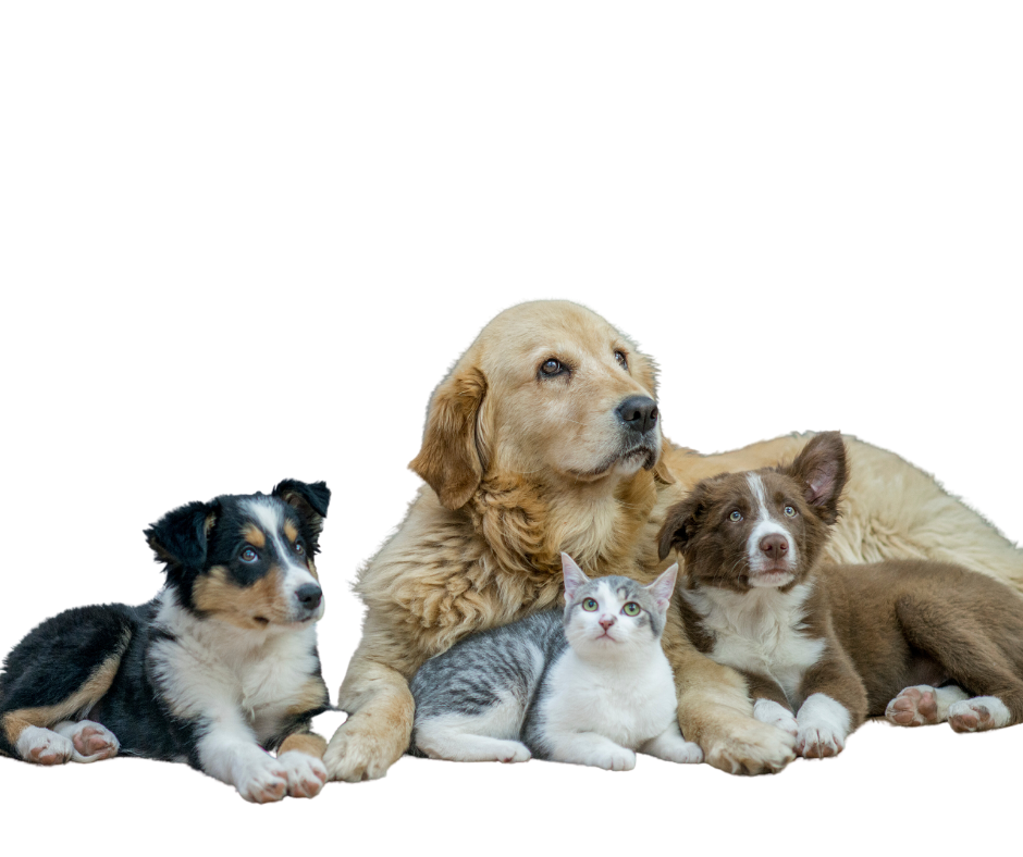 Adoption et sauvetage d'animaux de compagnie