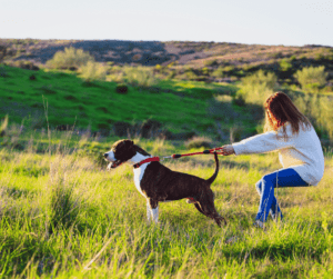 prendre soin de votre chien