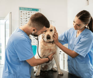 examens vétérinaires réguliers