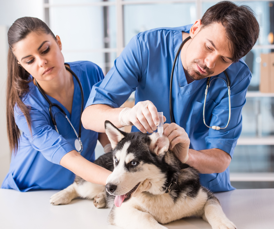 examens vétérinaires réguliers