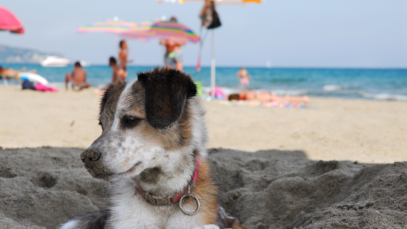 Vacances avec chien sur plage