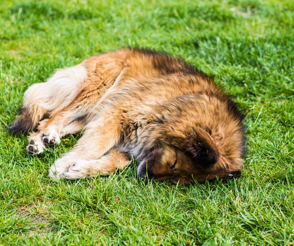 perte d'un chien