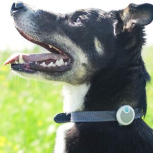 Animo - Tracker d'Activité et de Comportement Sure Petcare